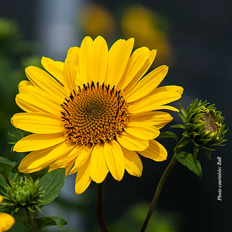 Hélianthe ‘SunCatcher’ (Helianthus SunCatcher®)