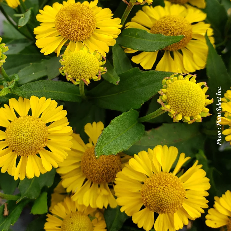 Hélénie ‘Mariachi Sombrero’ (Helenium aut. Mariachi™ 'Sombrero')