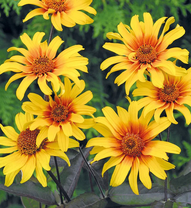Héliopside ‘Burning Hearts’ (Heliopsis helianthoides 'Burning Hearts')