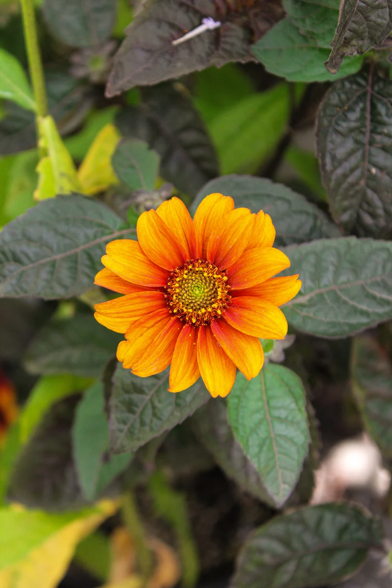 Héliopside ‘Bleeding Hearts’ (Heliopsis helianthoides 'Bleeding Hearts')