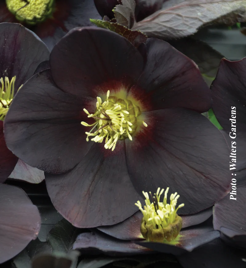 Hellébore ‘Honeymoon New York Night’ (Helleborus HONEYMOON® 'New York Night')