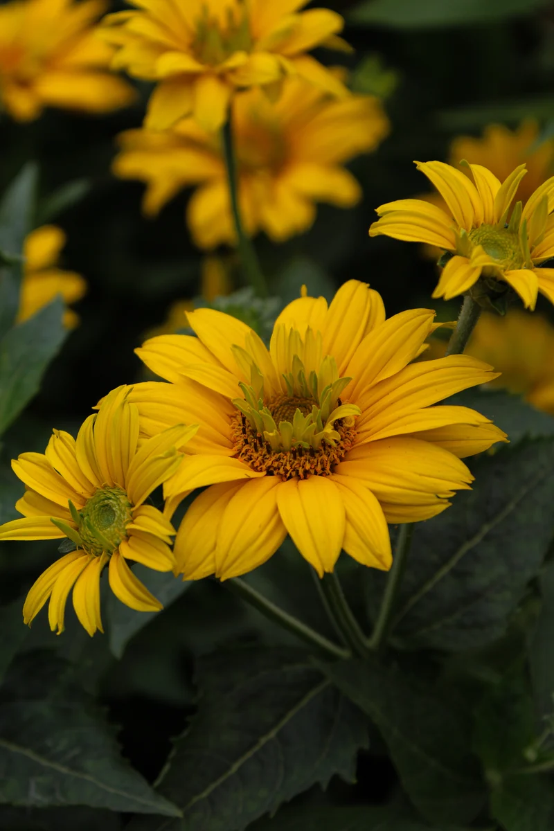Héliopside ‘Tuscan Gold’ (Heliopsis helianthoides 'Tuscan Gold')