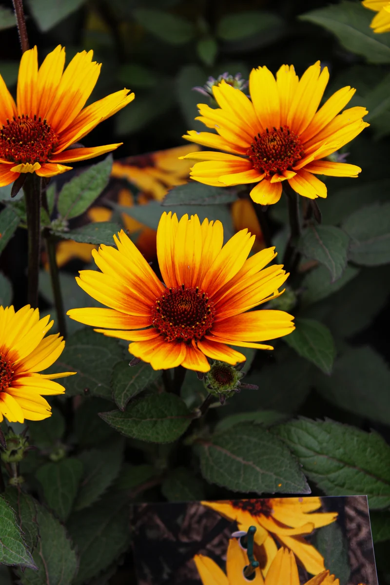 Héliopside ‘Sole Scuro’ (Heliopsis 'Sole Scuro')