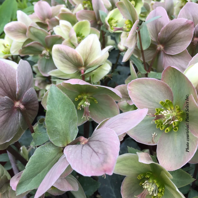 Hellébore ‘Ivory Prince’ (Helleborus 'Ivory Prince')