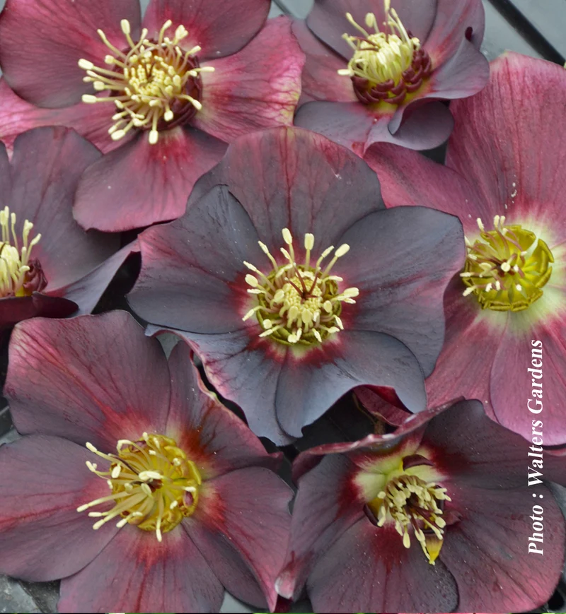 Hellébore ‘Honeymoon Rome in Red’ (Helleborus HONEYMOON® 'Rome In Red')