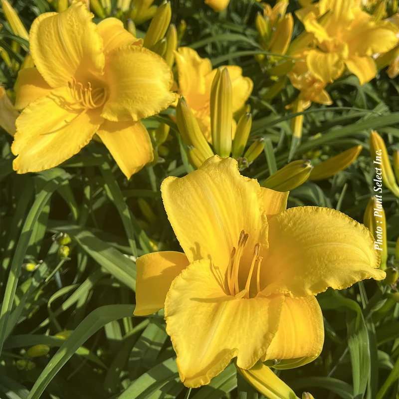 Hémérocalle ‘Andre Jasmin’ (Hemerocallis 'Andre Jasmin')