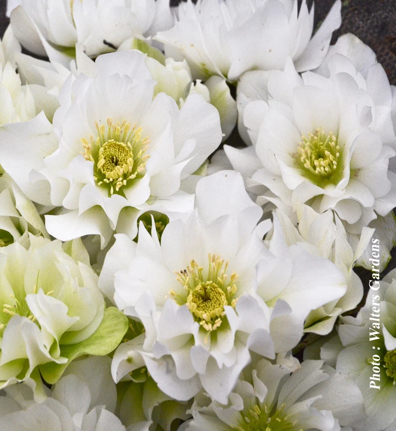Hellébore ‘Wedding Party Wedding Bells’ (Helleborus WEDDING PARTY® 'Wedding Bells')
