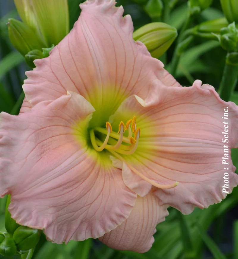 Hémérocalle ‘Barbara Mitchell’ (Hemerocallis 'Barbara Mitchell')