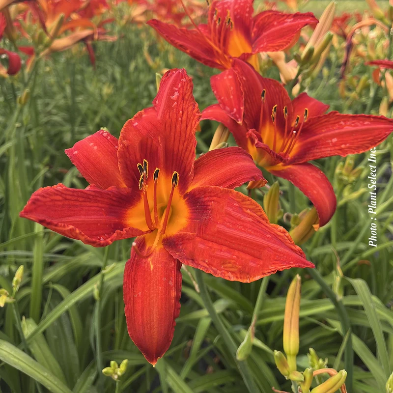 Hémérocalle ‘Anzac’ (Hemerocallis 'Anzac')