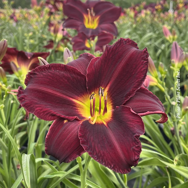 Hémérocalle ‘Best Beau’ (Hemerocallis 'Best Beau')