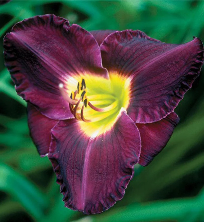 Hémérocalle ‘Bela Lugosi’ (Hemerocallis 'Bela Lugosi')