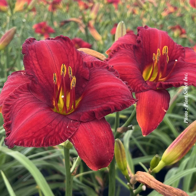 Hémérocalle ‘Chicago Apache’ (Hemerocallis 'Chicago Apache')