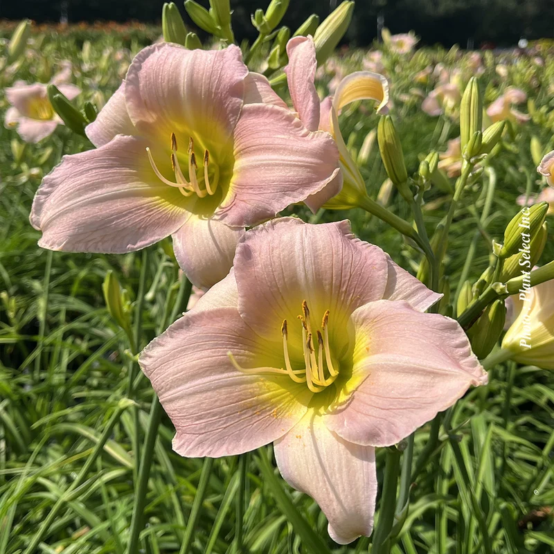 Hémérocalle ‘Catherine Woodbury’ (Hemerocallis 'Catherine Woodbury')