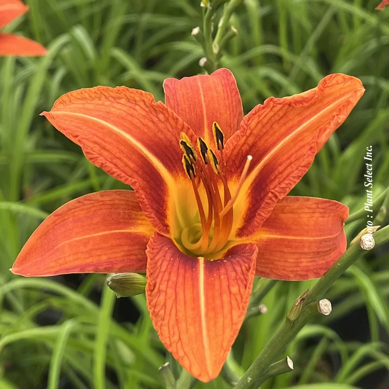 Hémérocalle fulva (Hemerocallis fulva)
