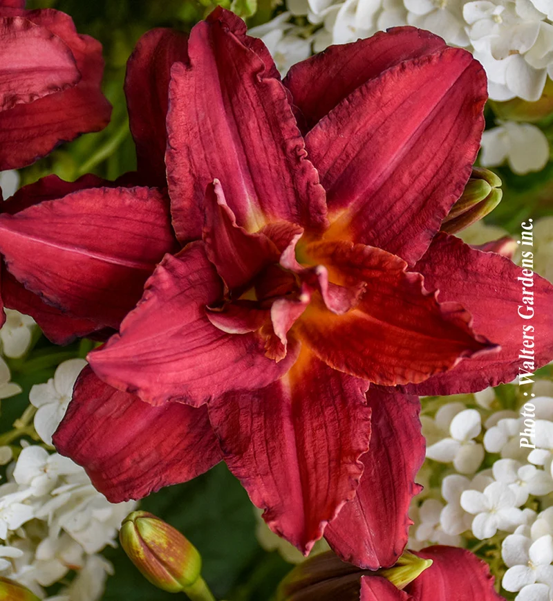 Hémérocalle ‘Double Pardon Me’ (Hemerocallis 'Double Pardon Me')