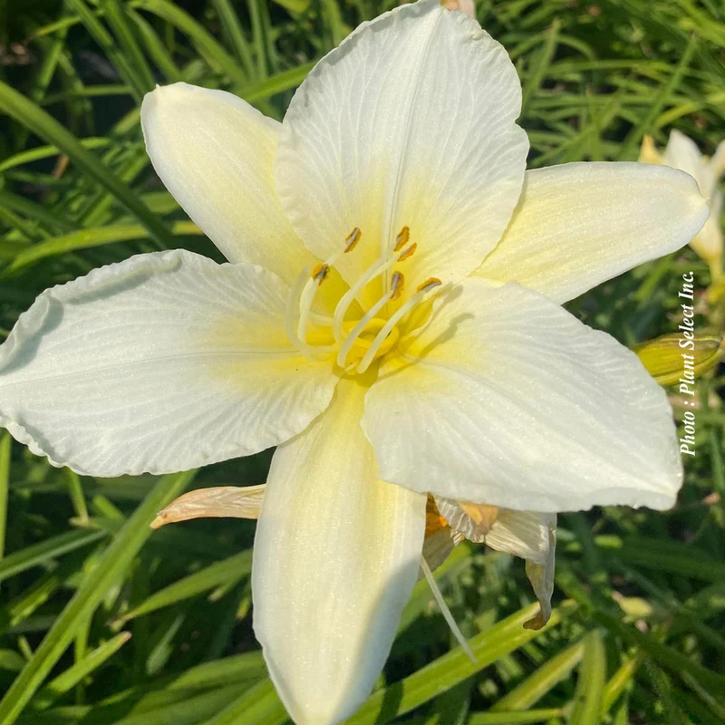 Hémérocalle ‘Gentle Shepherd’ (Hemerocallis 'Gentle Shepherd')