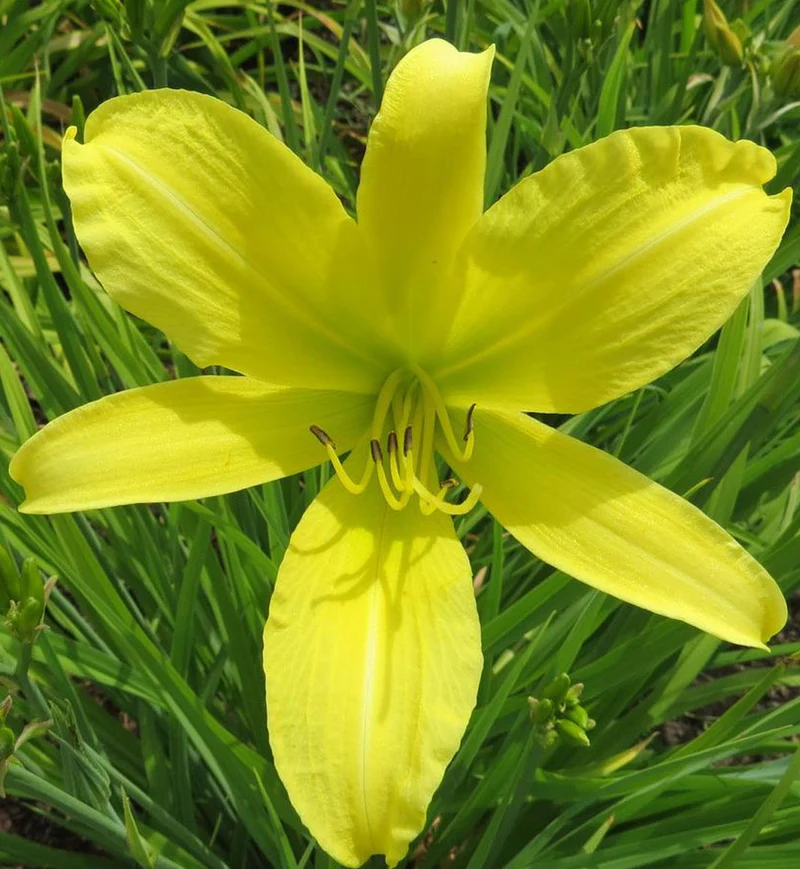 Hémérocalle ‘Hyperion’ (Hemerocallis 'Hyperion')