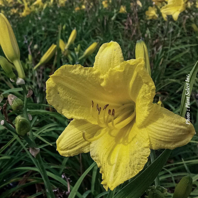 Hémérocalle ‘Happy Returns’ (Hemerocallis 'Happy Returns')