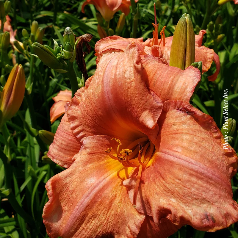 Hémérocalle ‘Mauna Loa’ (Hemerocallis 'Mauna Loa')
