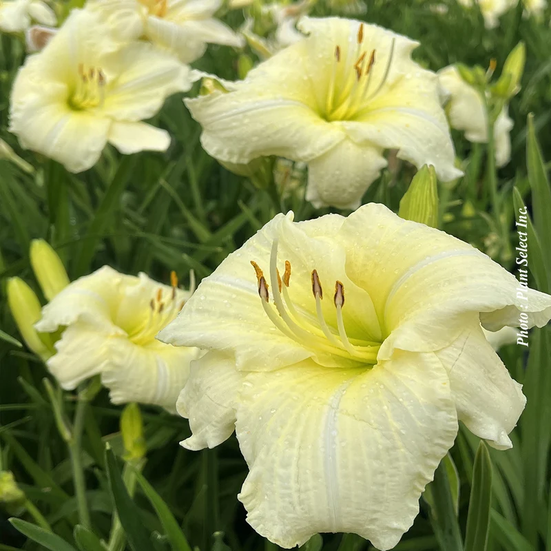 Hémérocalle ‘Joan Senior’ (Hemerocallis 'Joan Senior')