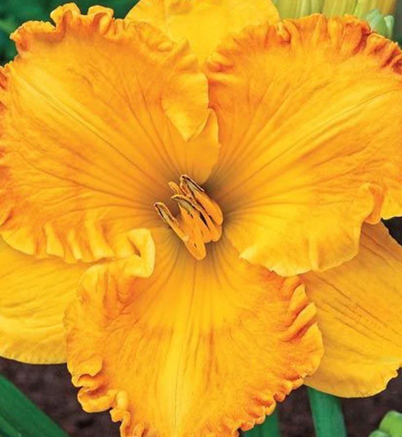 Hémérocalle ‘Jean Paquin’ (Hemerocallis 'Jean Paquin')