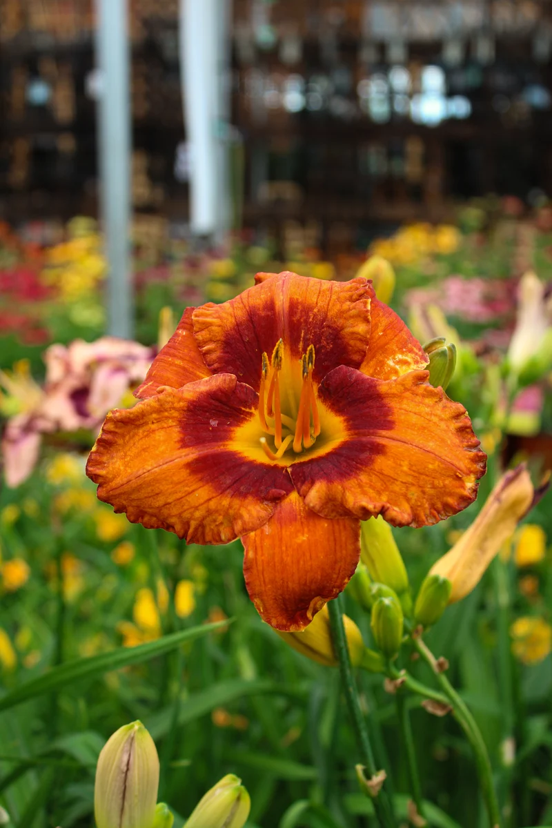 Hémérocalle ‘Mighty Chestnut’ (Hemerocallis 'Mighty Chestnut')