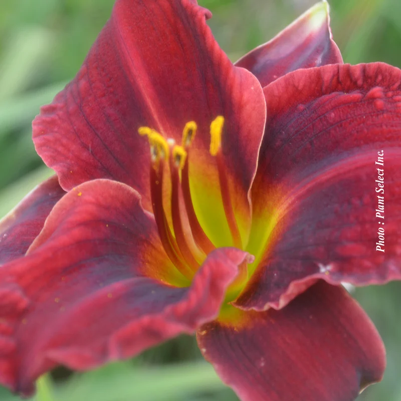 Hémérocalle ‘Pardon Me’ (Hemerocallis 'Pardon Me')