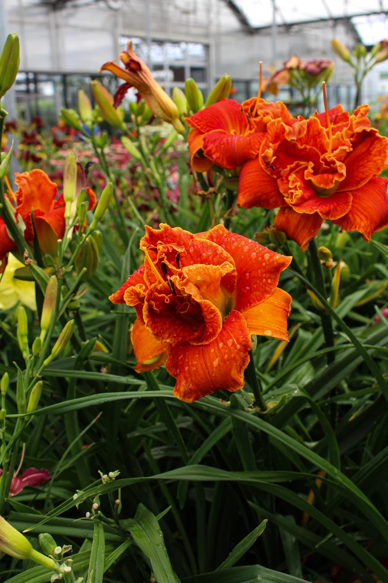 Hémérocalle ‘Moses Fire’ (Hemerocallis 'Moses Fire')