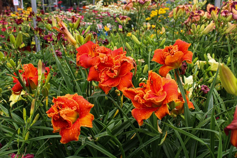 Hémérocalle ‘Moses Fire’ (Hemerocallis 'Moses Fire')