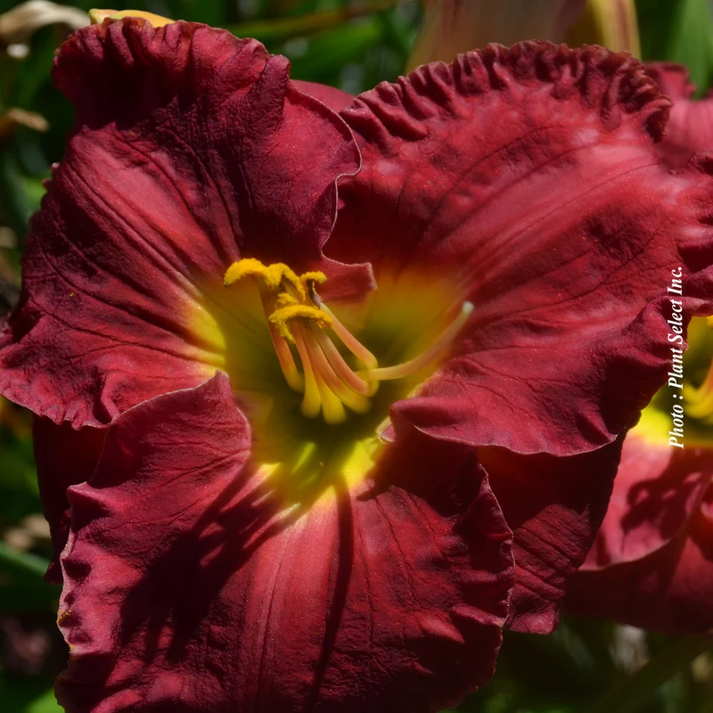 Hémérocalle ‘Paul Watts’ (Hemerocallis 'Paul Watts')