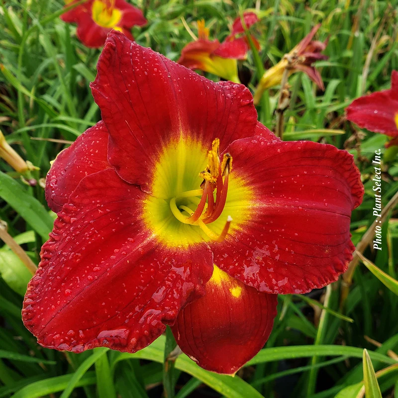 Hémérocalle ‘Passion for Red’ (Hemerocallis 'Passion for Red')