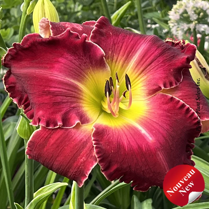 Hémérocalle ‘Rainbow Rhythm Blood Sweat Tears’ (Hemerocallis Rainbow Rhythm® 'Blood Sweat Tears')