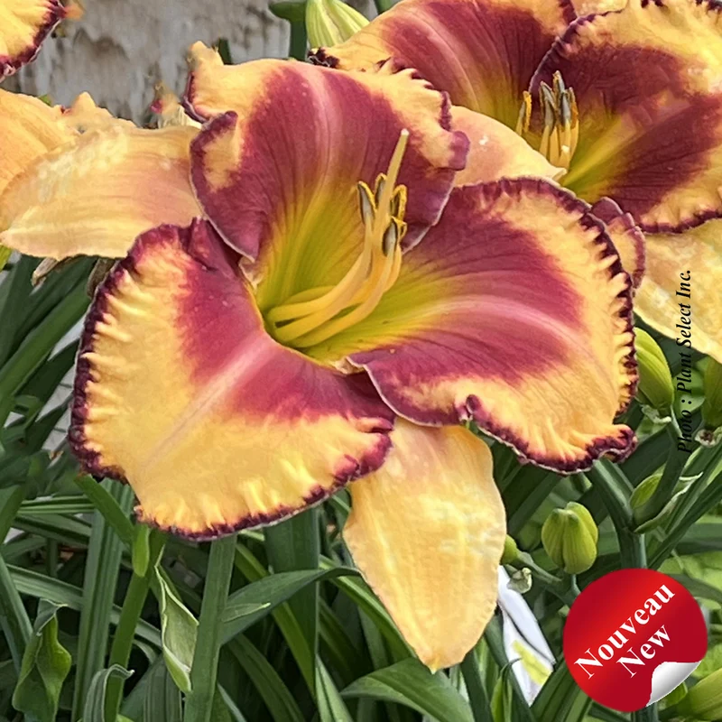 Hémérocalle ‘Rainbow Rhythm Blazing Glory’ (Hemerocallis Rainbow Rhythm® 'Blazing Glory')