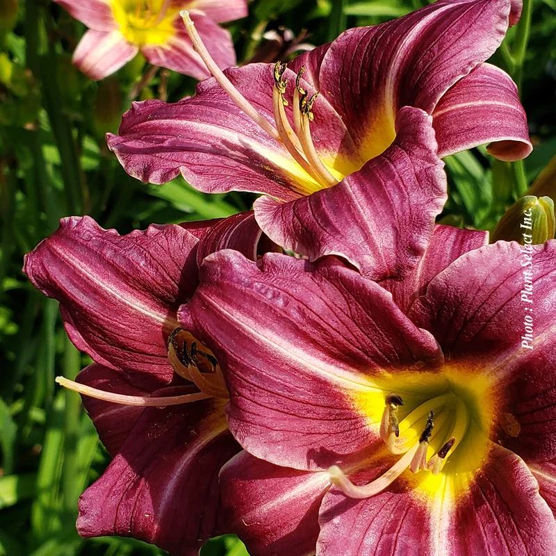 Hémérocalle ‘Purple d'Oro’ (Hemerocallis 'Purple d'Oro')