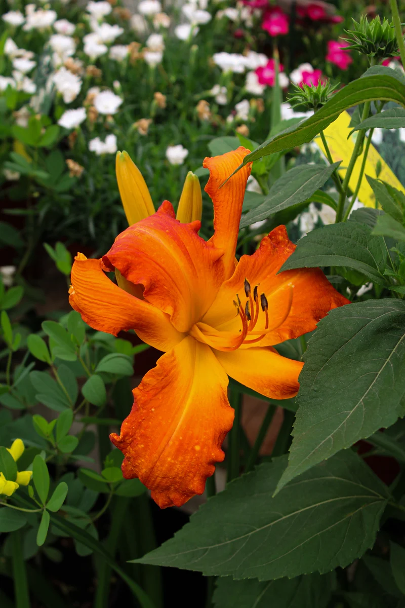 Hémérocalle ‘Rainbow Rhythm Primal Scream’ (Hemerocallis Rainbow Rhythm® 'Primal Scream')