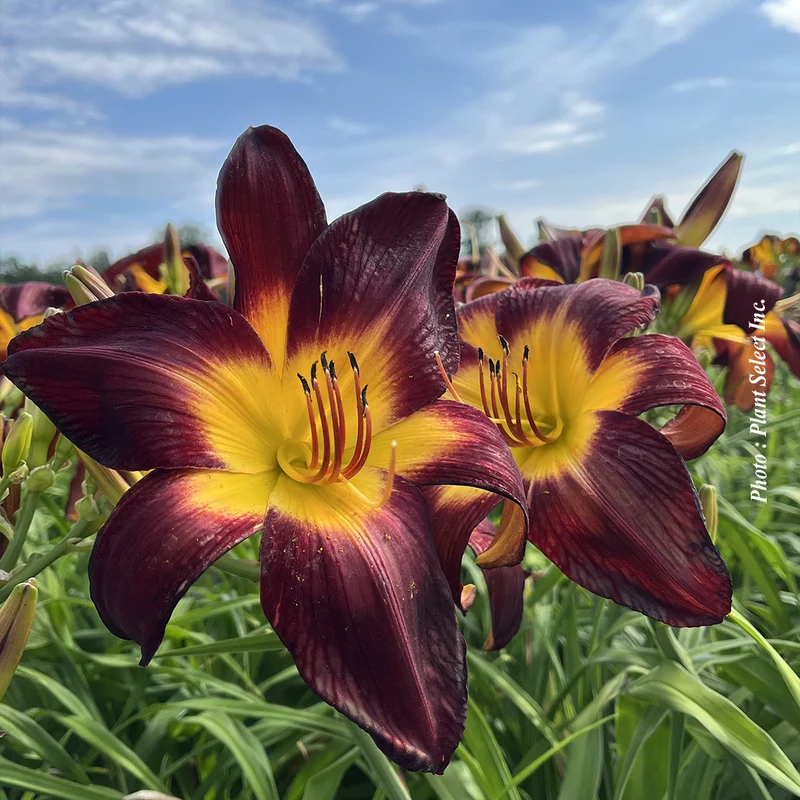 Hémérocalle ‘Rainbow Rhythm Persian Ruby’ (Hemerocallis Rainbow Rhythm® 'Persian Ruby')