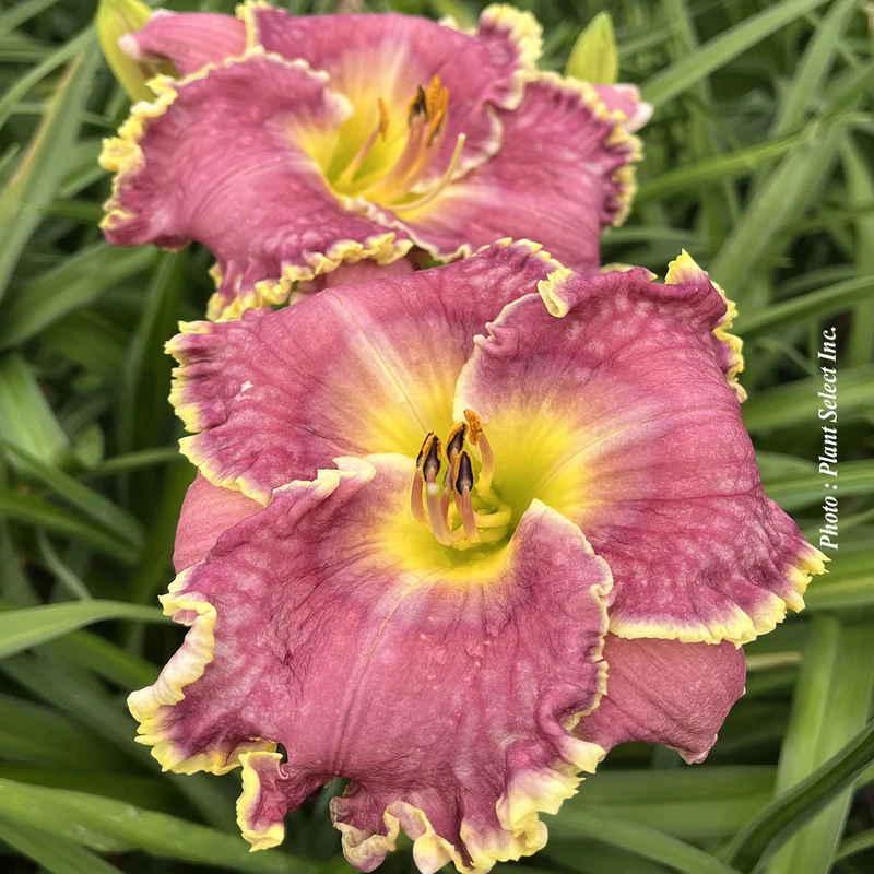 Hémérocalle ‘Raspberry Eclipse’ (Hemerocallis 'Raspberry Eclipse')