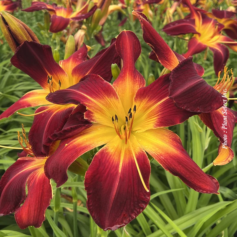 Hémérocalle ‘Rainbow Rhythm Ruby Spider’ (Hemerocallis Rainbow Rhythm® 'Ruby Spider')