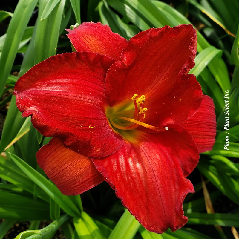 Hémérocalle ‘Red Pinocchio’ (Hemerocallis 'Red Pinocchio')