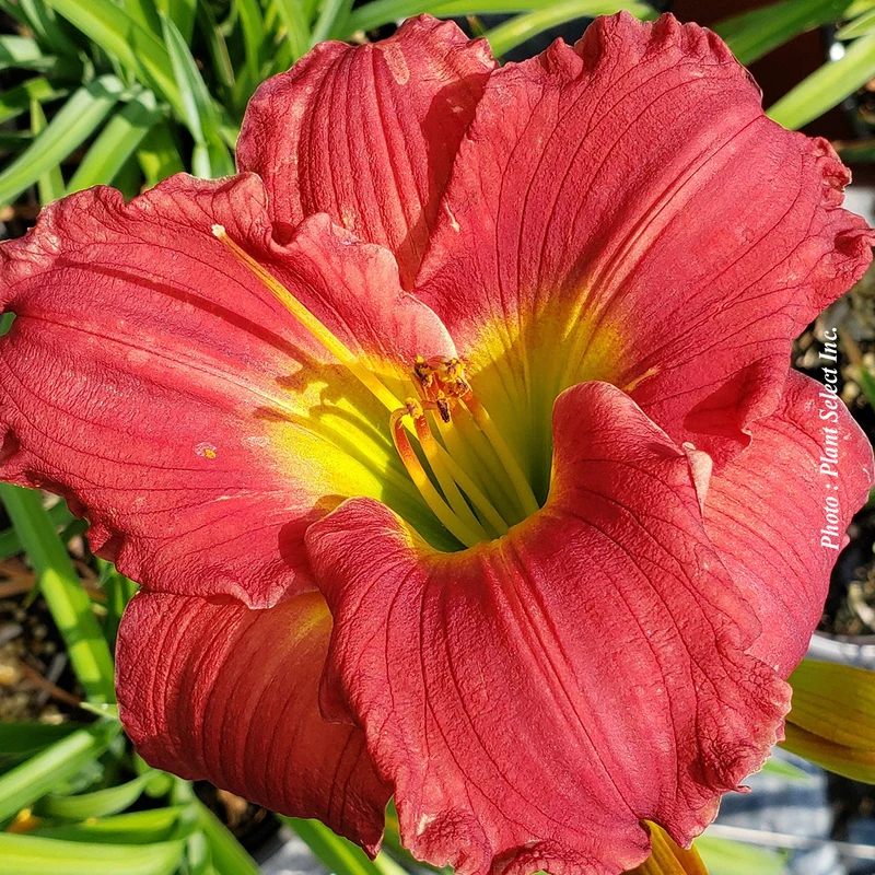Hémérocalle ‘Red Hot Return’ (Hemerocallis 'Red Hot Return')