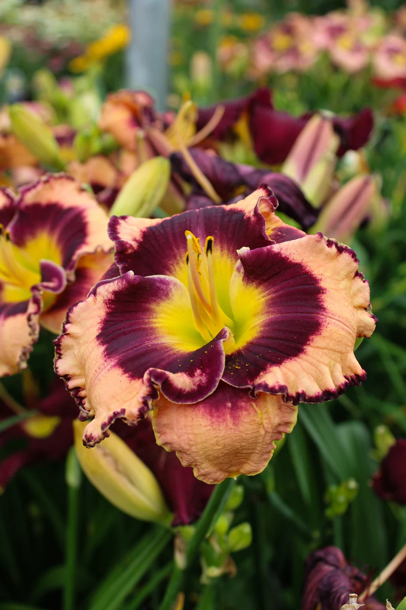 Hémérocalle ‘Rock Solid’ (Hemerocallis 'Rock Solid')