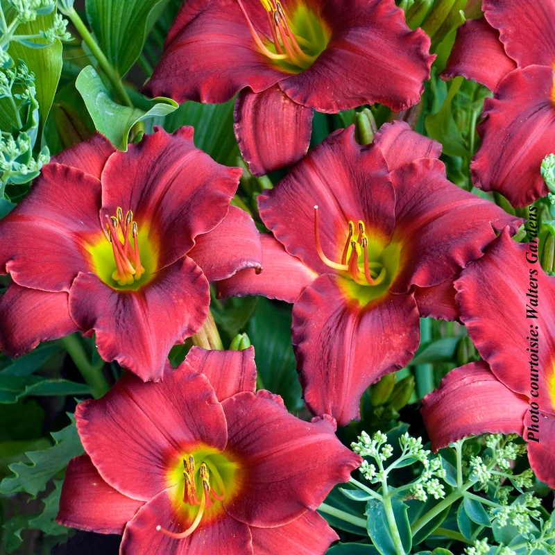 Hémérocalle ‘Red Razzmatazz’ (Hemerocallis 'Red Razzmatazz')