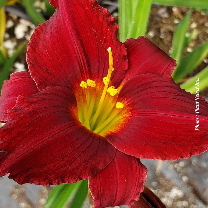 Hémérocalle ‘Ruby d'Oro’ (Hemerocallis 'Ruby d'Oro')