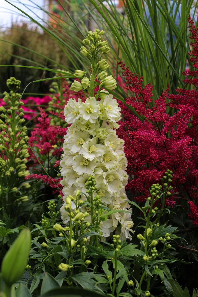 Pied-d’alouette ‘Delgenius Neva’ (Delphinium Delgenius™ 'Neva')