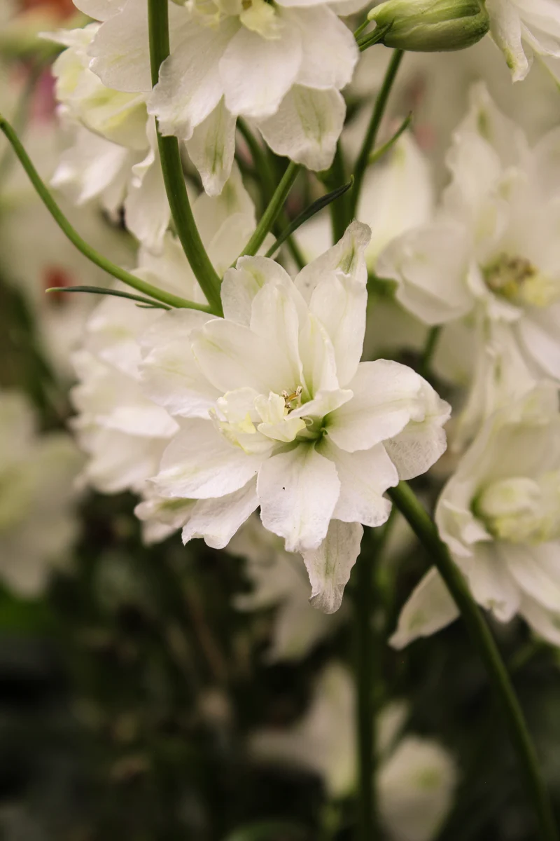 Pied-d’alouette ‘Delgenius Neva’ (Delphinium Delgenius™ 'Neva')