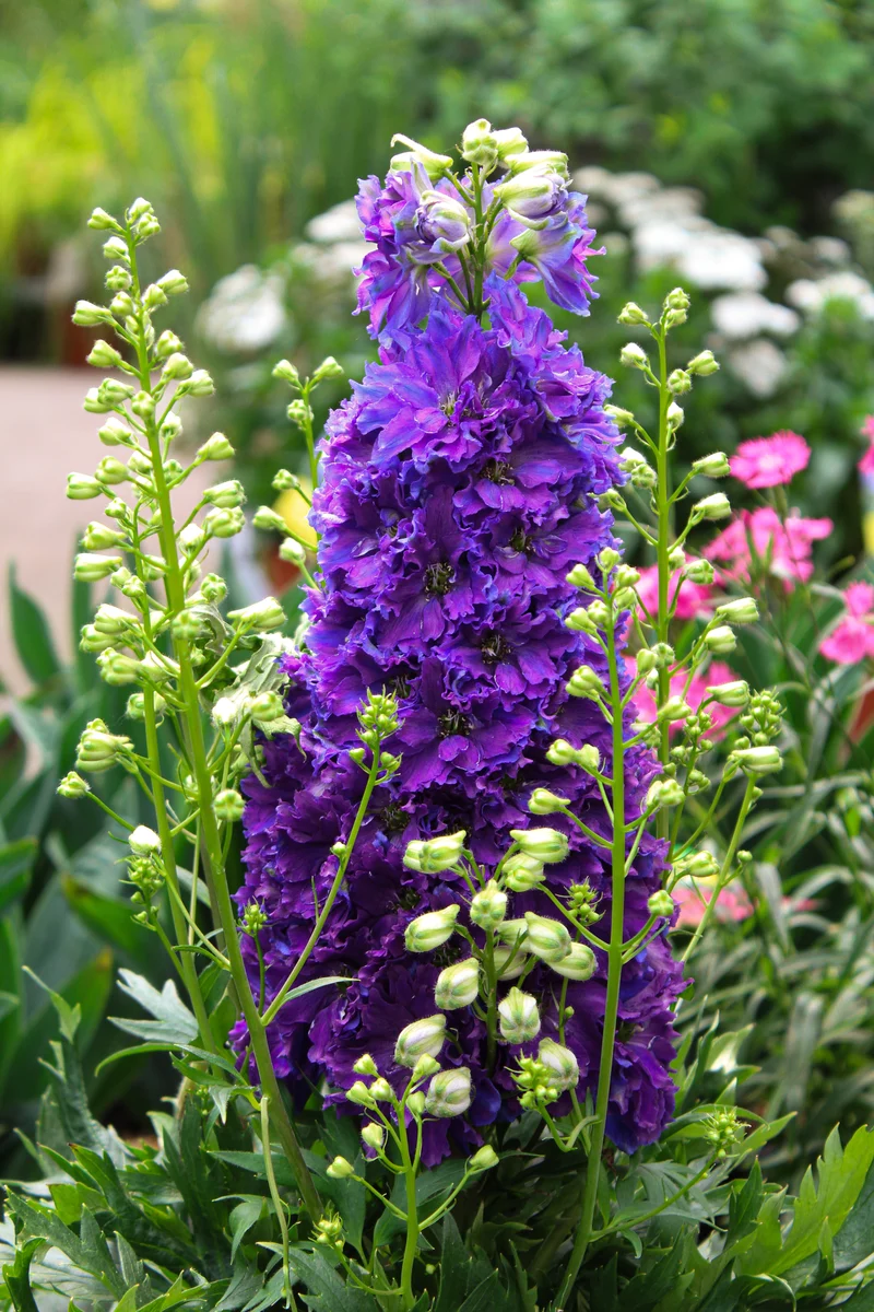 Pied-d’alouette ‘Delgenius Kingsley’ (Delphinium Delgenius™ 'Kingsley')