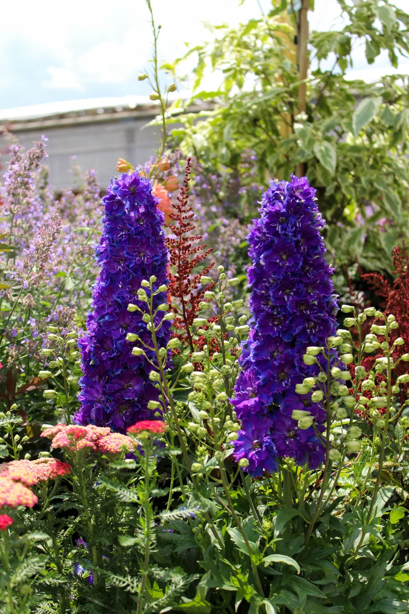 Pied-d’alouette ‘Delgenius Kingsley’ (Delphinium Delgenius™ 'Kingsley')