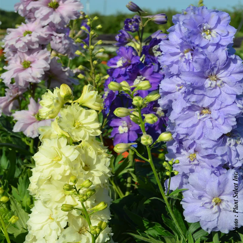 Pied-d’alouette ‘Dwarf Stars’ (Delphinium 'Dwarf Stars' (new mill.))