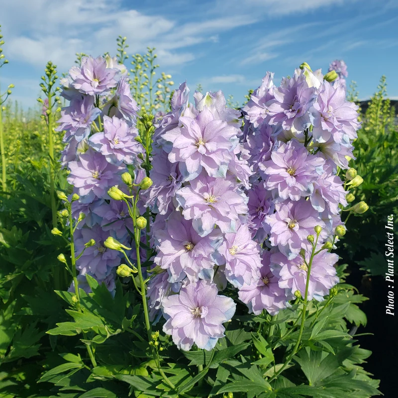 Pied-d’alouette ‘Delgenius Shelby’ (Delphinium Delgenius™ 'Shelby')