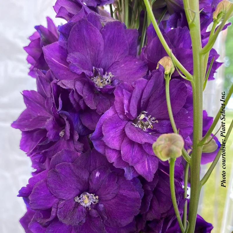 Pied-d’alouette ‘Paramo Black Velvet’ (Delphinium elatum 'Paramo Black Velvet')